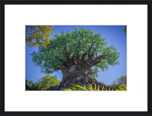 Tree Of Life - Disney's Animal Kingdom